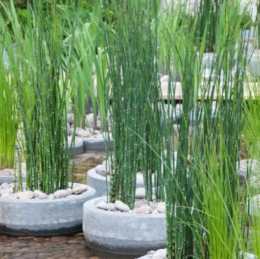 Lot de 6 - Equisetum Japonicum - Prêle du Japon - Plantes de bassin - Plantes aquatiques - Rustique - Hauteur 20-30 cm - Pot 9 cm 6 Equisetum japonicum 25-30 cm