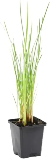 51Cz1rJnTuL._AC_SL1200_