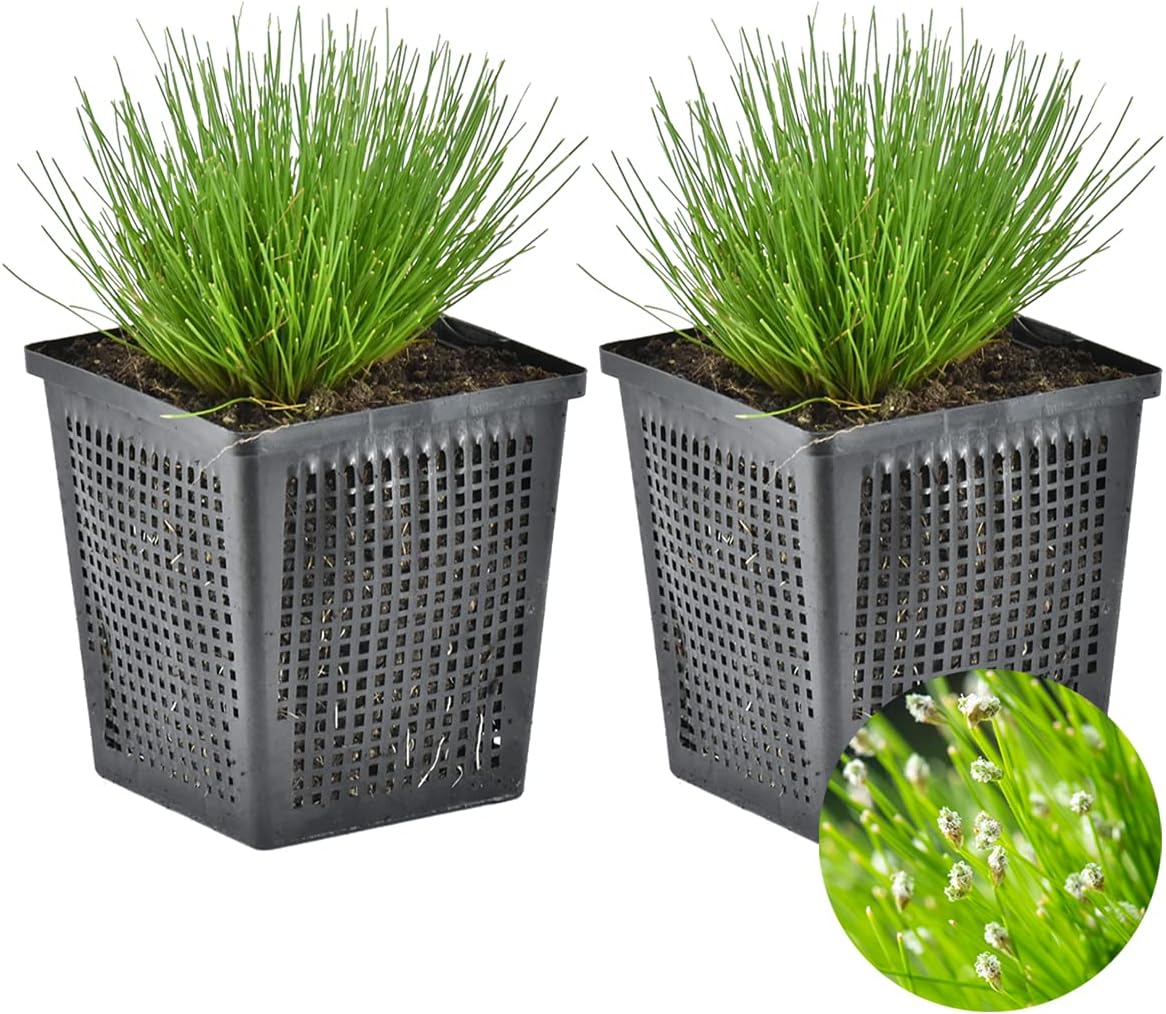 Lot de 2 - Scirpus Cernuus - Scirpe retombant - Plantes de bassin - Plantes aquatiques - Rustique - Hauteur 10-20 cm - Pot 11 cm 2 Scirpus Cernuus 20-25 cm