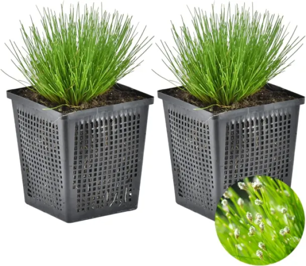 Lot de 2 - Scirpus Cernuus - Scirpe retombant - Plantes de bassin - Plantes aquatiques - Rustique - Hauteur 10-20 cm - Pot 11 cm 2 Scirpus Cernuus 20-25 cm