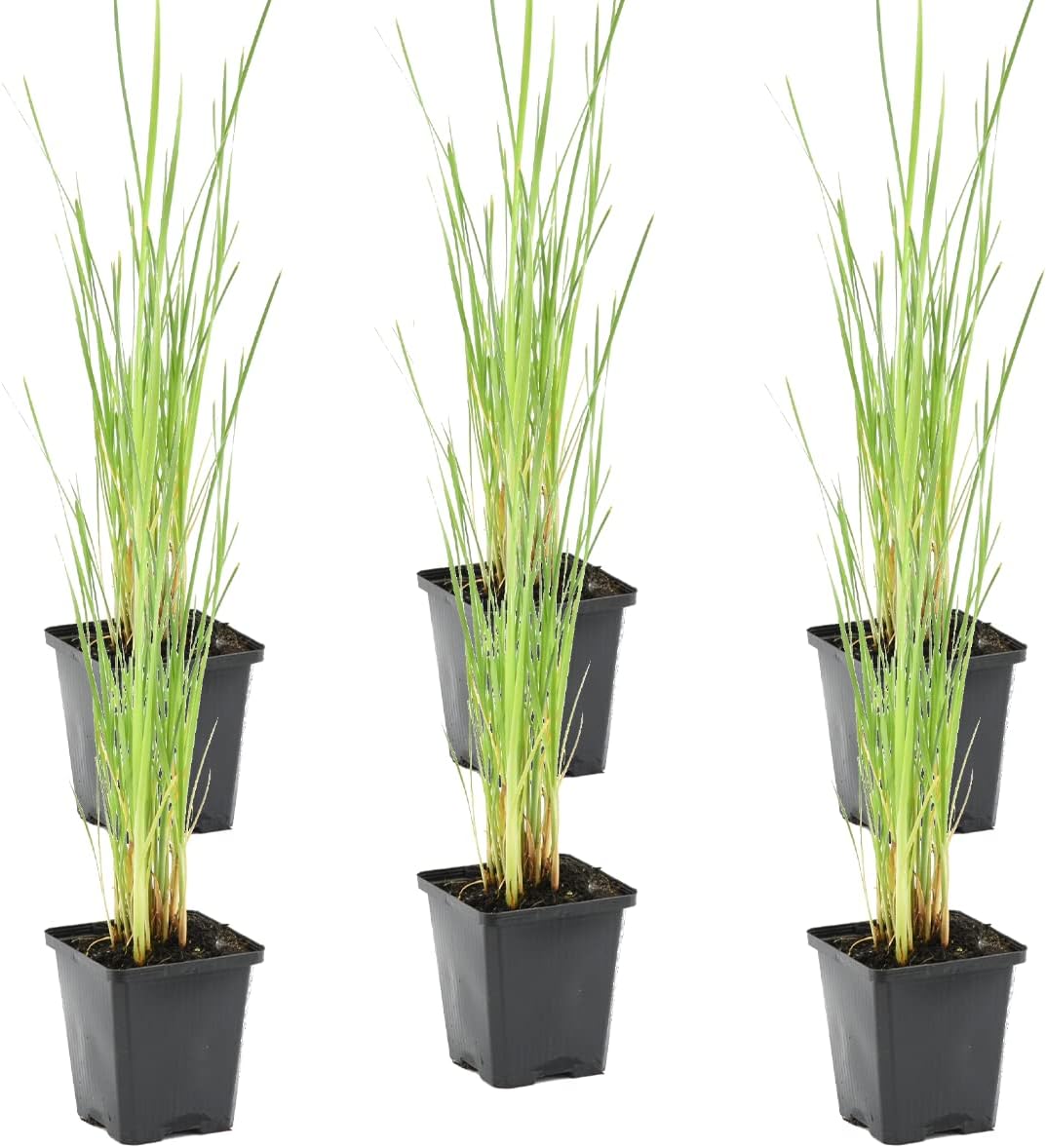 Lot de 6 - Typha Latifolia - Grand Massette - Cigare des marais - Plantes de bassin - Résistante au gel - Zone de bassin 2-3 - 15-25 cm de haut - Pot 9 cm