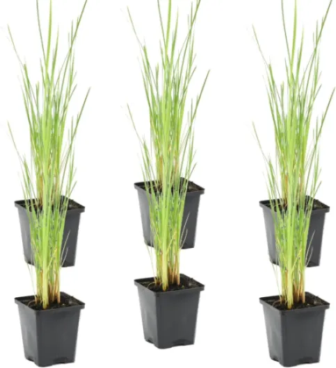 Lot de 6 - Typha Latifolia - Grand Massette - Cigare des marais - Plantes de bassin - Résistante au gel - Zone de bassin 2-3 - 15-25 cm de haut - Pot 9 cm