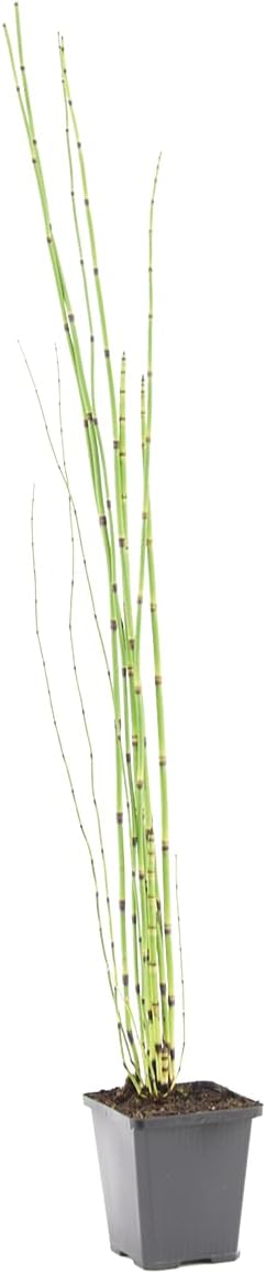 Equisetum Japonicum - Prêle du Japon - Plantes de bassin - Plantes aquatiques - Rustique - Hauteur 20-30 cm - Pot 9 cm 1 Equisetum japonicum 25-30 cm