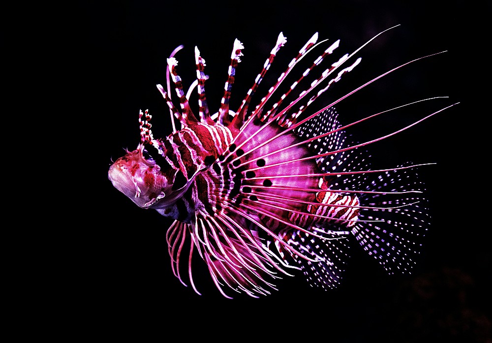 Les merveilles du poisson télescope un compagnon aquatique fascinant — free download