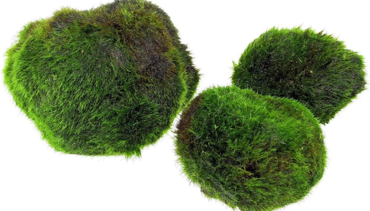 AquaBreedingSkill – Grand Format 4–5 cm – Lot de 3 Marimo Moss Balls – Plante Aquarium Vivante Naturelle - Filtre Biologique - Décoration Écologique - Entretien Facile - Idéal pour Nano Aquarium