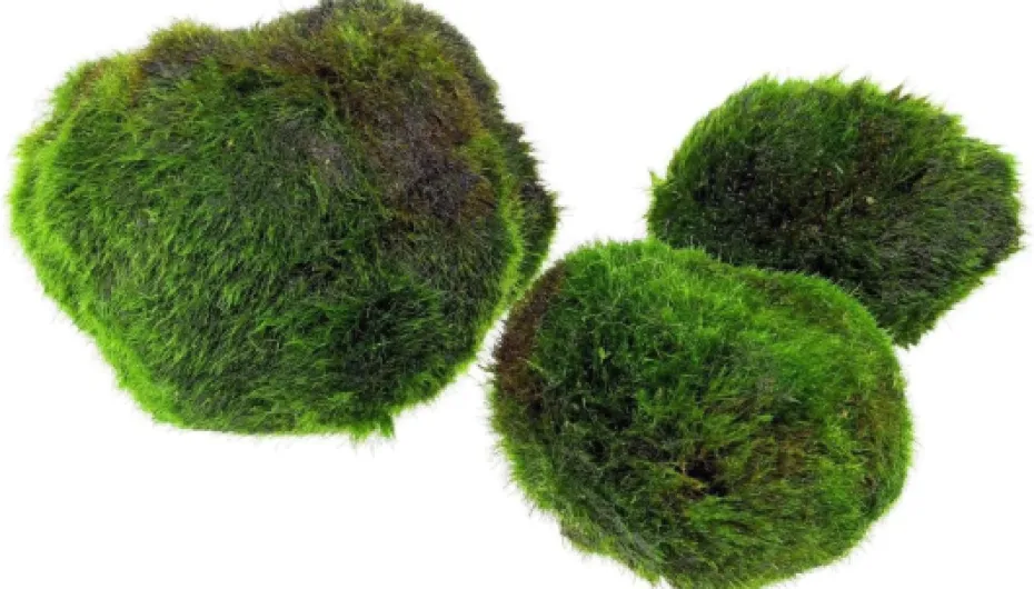 AquaBreedingSkill – Grand Format 4–5 cm – Lot de 3 Marimo Moss Balls – Plante Aquarium Vivante Naturelle - Filtre Biologique - Décoration Écologique - Entretien Facile - Idéal pour Nano Aquarium