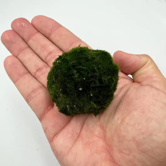 71CitI75S1L._AC_SL1500_