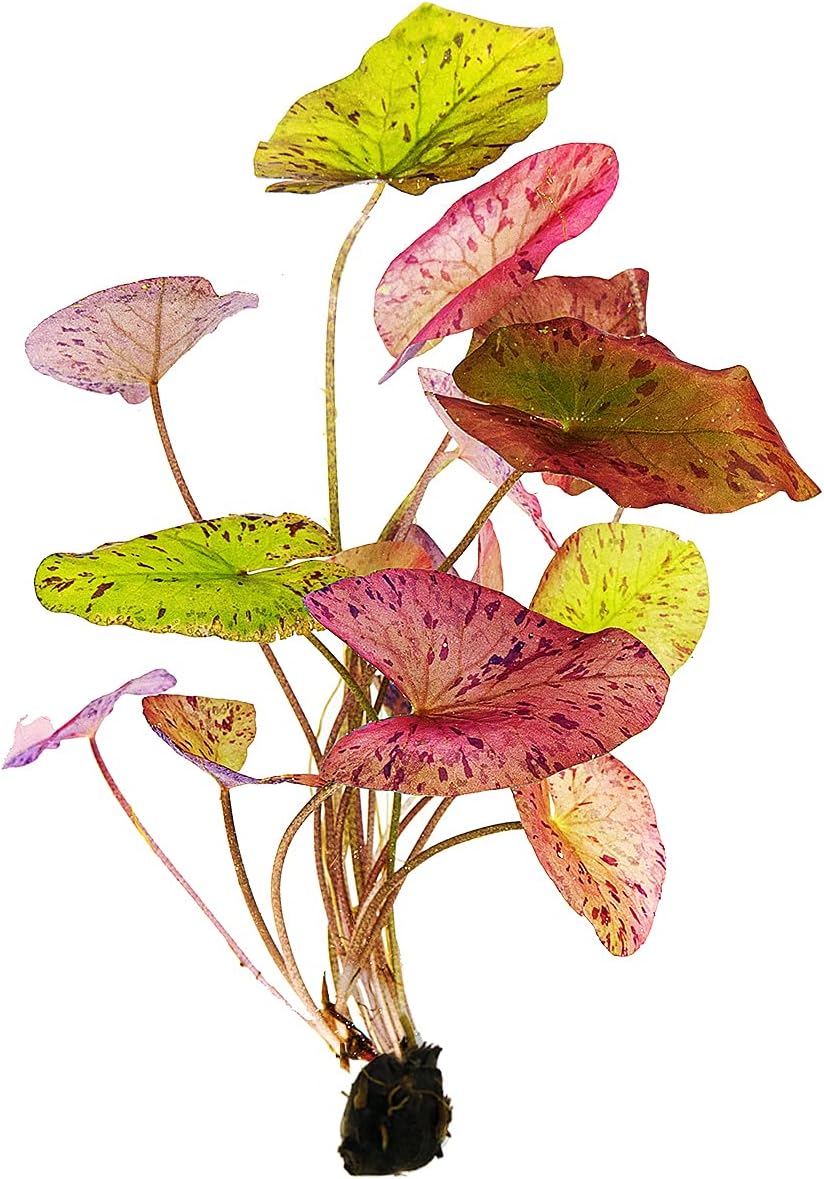 Garnelio – Tigre lotus rouge pour aquarium – Plantes aquatiques – Nymphaea Lotus 1 x Knolle