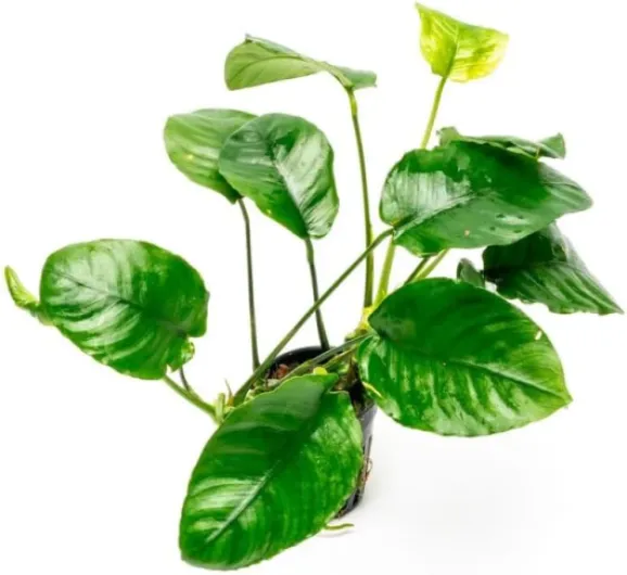 AquaBreedingSkill Anubias – plante d’aquarium vivante pour eau douce, plante verte décorative pour aquarium, idéale pour poissons et crevettes – avec passeport phytosanitaire (Barteri Wrinkle Leaf)