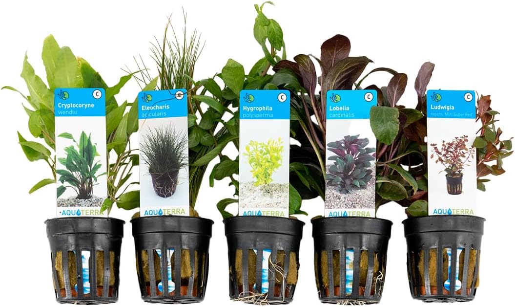 Set de 5 - Plantes d'aquarium véritables - Plantes aquatiques - Purifiantes - Oxygène - Ludwigia, Laîche aiguillon, Amie de l'eau, Lobélie, Cryptocoryne - Hauteur 15-20 cm 5 Assortiment 1 Ludwigia, Eleocharis, Hygrophila, Lobelia, Cryptocoryne