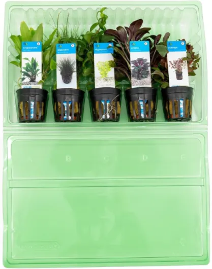 61lE6qefOrL._AC_SL1200_