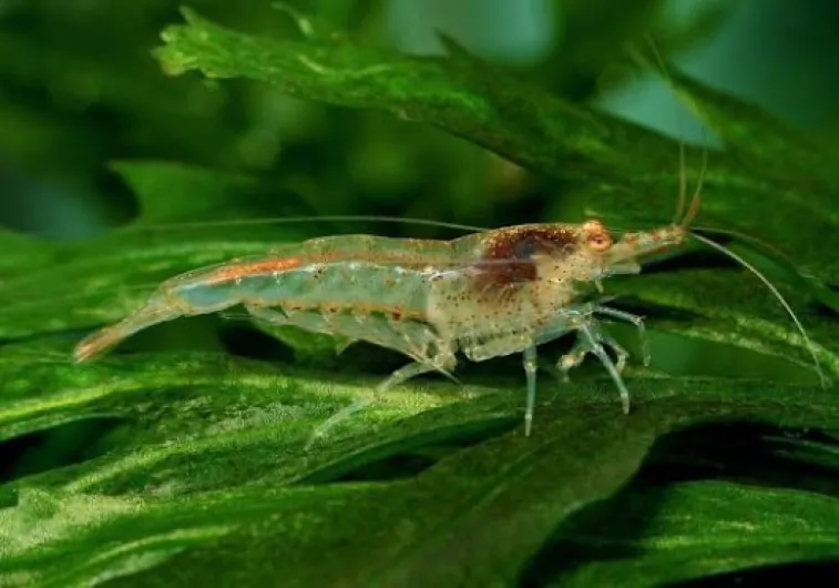 AquaBreedingSkill – Crevette Aquarium Vivante Neocaridina, 15 Pièces – Mangeur d’Algues Idéal pour Aquariophilie et Lot Crevette Aquarium aquariophilie (1-1.5 cm)