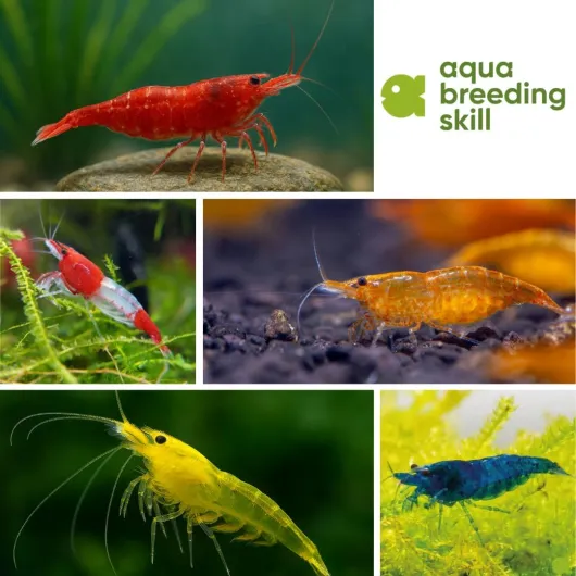 614bZdZuNtL._AC_SL1080_