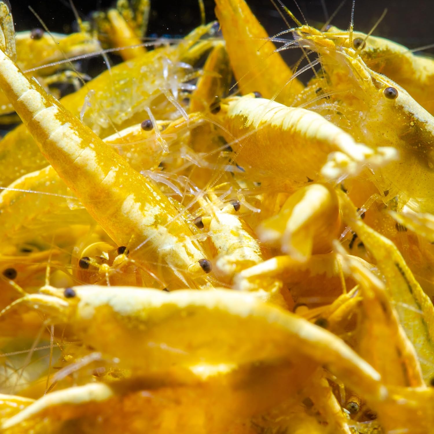 AquaBreedingSkill Lot de 10 Crevettes – Crevettes Vivantes pour Aquarium – Naines Neocaridina, Habitants Pacifiques pour Aquariums, Taille 1,5-2 cm (Yellow)