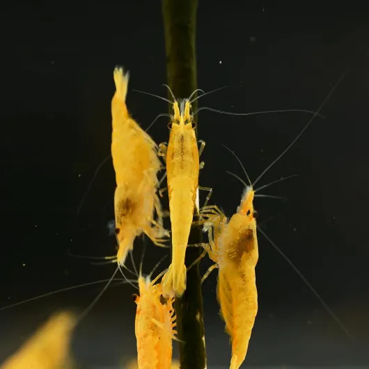 71KuEH6pldL._AC_SL1500_