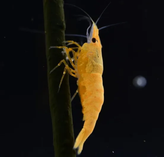 51dmHzxX1AL._AC_SL1019_