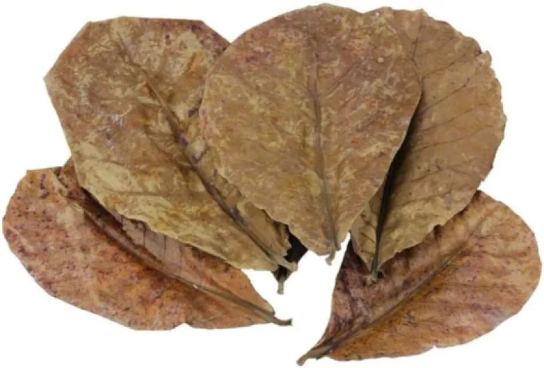 Catappa Lot de 10 feuilles d'amandes indiennes Ketapang pour crevettes Betta Poisson Entretien de l'aquarium pH inférieur