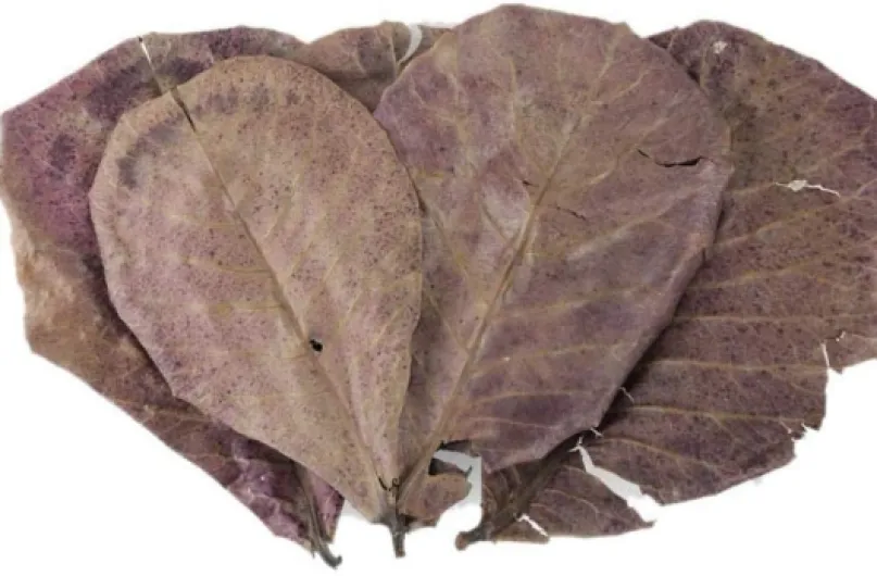 617B9lkekkL._AC_SL1000_