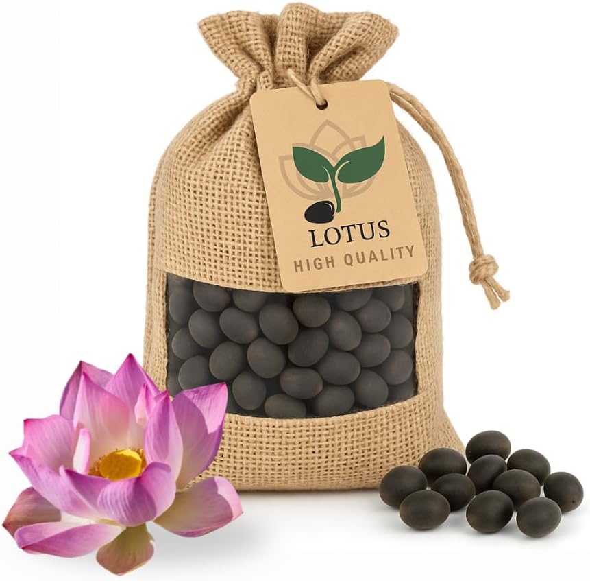 30 graines de lotus premium – Nelumbo Nucifera - Résistant à l’hiver et de haute qualité - Pour bassins d’intérieur et d’extérieur, bacs et jardin – Culture facile, fleurs de lotus exotiques