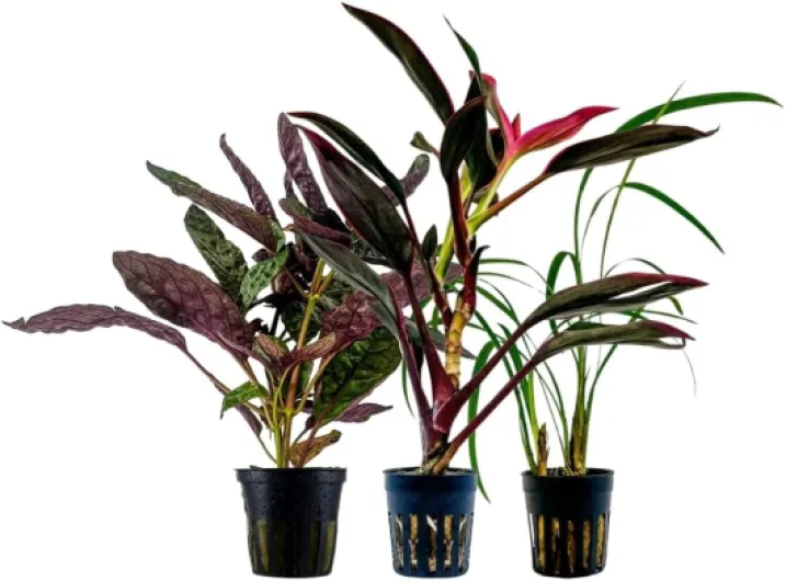 AquaOne Lot de 3 plantes de terrarium I Plantes de paludarium vivantes I Cordeline Red Edge Hemygraphis Exotica Ophiopogon Gigantea I Forêt tropicale Terrascaping