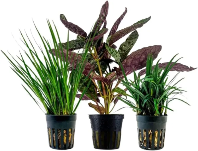 AquaOne Lot de 3 plantes de terrarium I Plantes de paludarium vivantes I Acorus gramineus Hemygraphis Exotica Ophiopogon Kyoto I Forêt tropicale Terrascaping