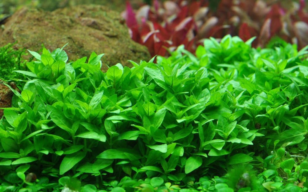 AquaOne Plante d'aquarium Staurogyne repens I Plante aquatique Plante d'aquarium Plante tige entièrement racinée Facile d'entretien Décoration d'aquarium