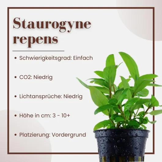 61IuVhHfp2L._AC_SL1000_