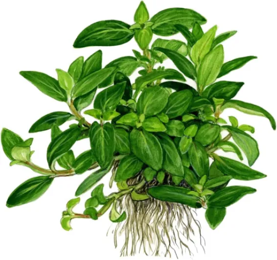 Tropica Staurogyne repens Live Aquarium Plant - In Vitro Tissue Culture 1-2-Grow! by Tropica