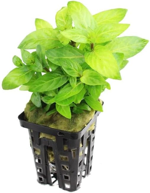 Staurogyne SP - – Planté Aquarium Plante