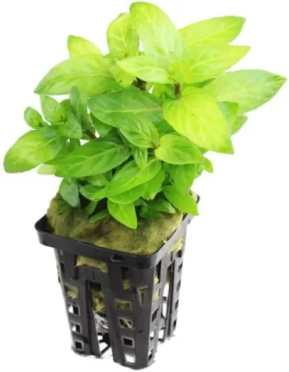 Staurogyne SP - – Planté Aquarium Plante