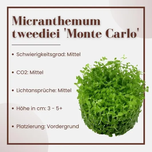 61kDDHERpjL._AC_SL1000_