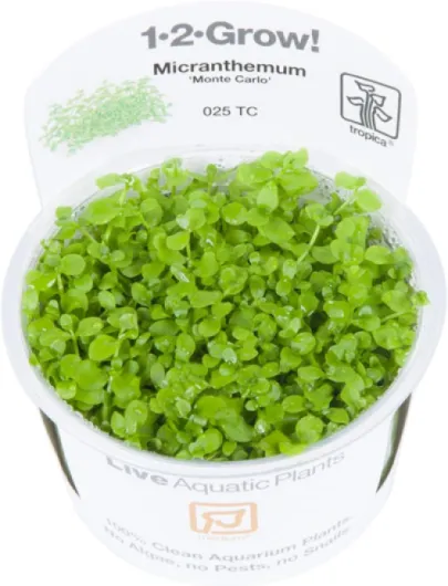 Tropica 1-2-GROW! Micranthemum Monte Carlo - In-Vitro Aquariumpflanze