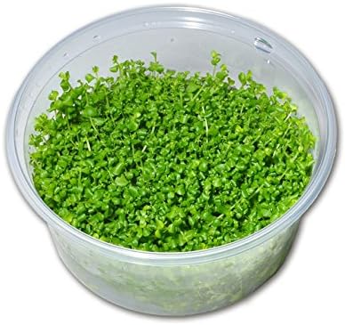 Micranthemum Monte Carlo - in-Vitro - Plante Vivante Aquarium