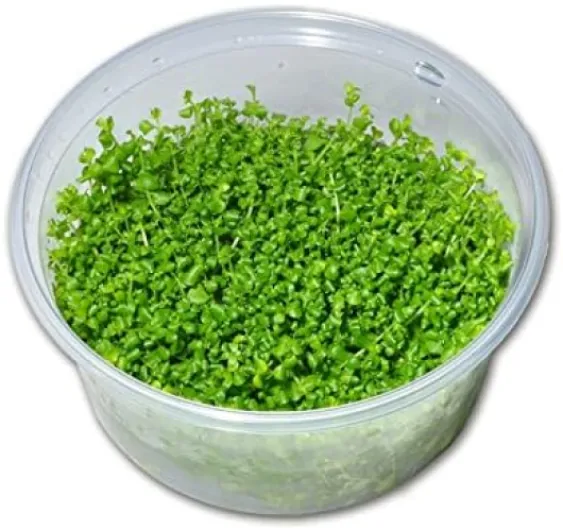Micranthemum Monte Carlo - in-Vitro - Plante Vivante Aquarium