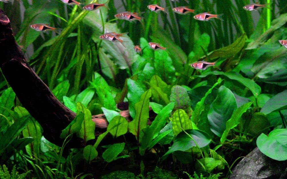 AquaOne Plante d'aquarium Cryptocoryne wendtii « Vert » - Rosace entièrement enracinée - Facile d'entretien - Décoration d'aquarium