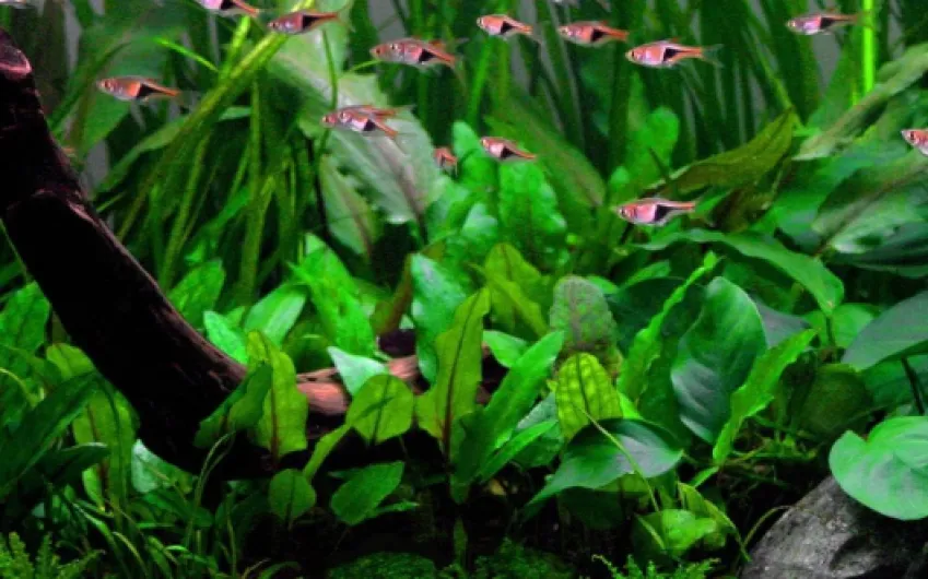 AquaOne Plante d'aquarium Cryptocoryne wendtii « Vert » - Rosace entièrement enracinée - Facile d'entretien - Décoration d'aquarium