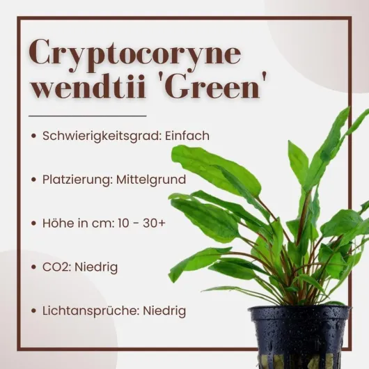 61qRyNl6taL._AC_SL1000_