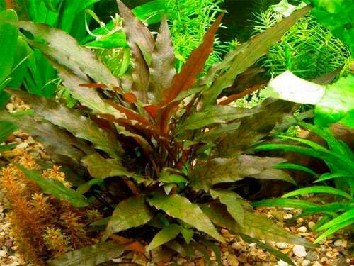 Cryptocoryne Brown en touffe plante aquarium très résistantes