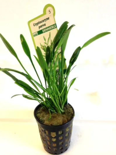 Wasserpflanzen 1 pot de Cryptocoryne parva (plante aquatique)