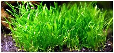 Lilaeopsis brasiliensis plantes avant plan aquarium