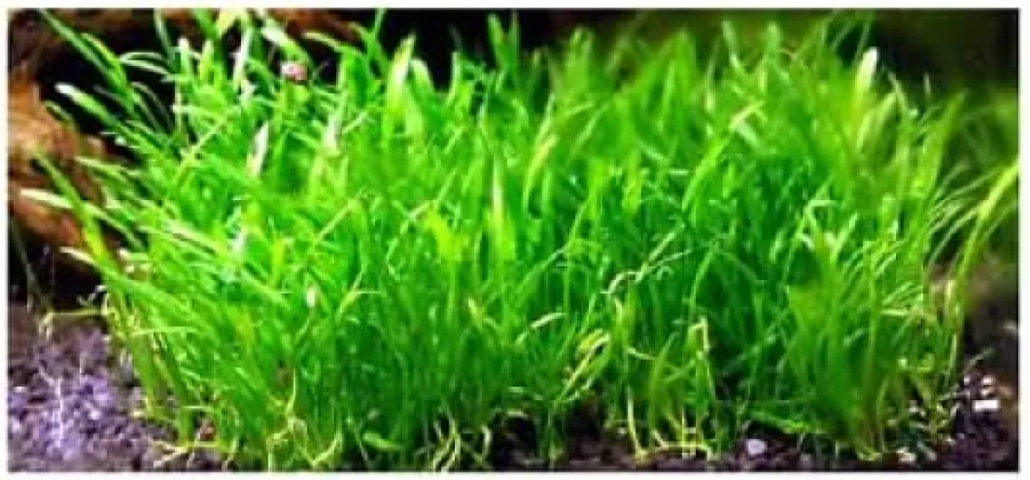 Lilaeopsis brasiliensis plantes avant plan aquarium
