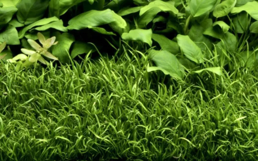 AquaOne Plante d'aquarium Lilaeopsis brasiliensis I Plante aquatique Plante d'aquarium Plante d'aquarium Coureur entièrement racinée Facile d'entretien Décoration d'aquarium