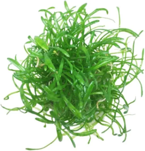 Lilaeopsis brasiliensis - 1 Bouquet - plante vivante pour aquarium