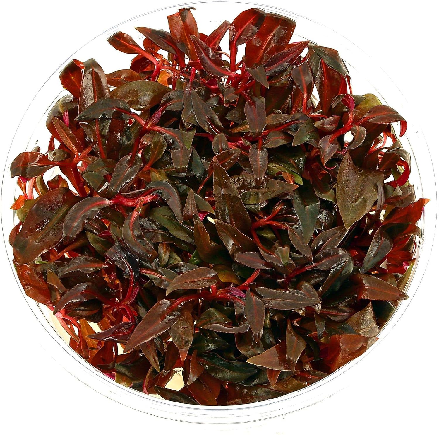 Aquarium Fun Alternanthera Reineckii Mini - in Vitro