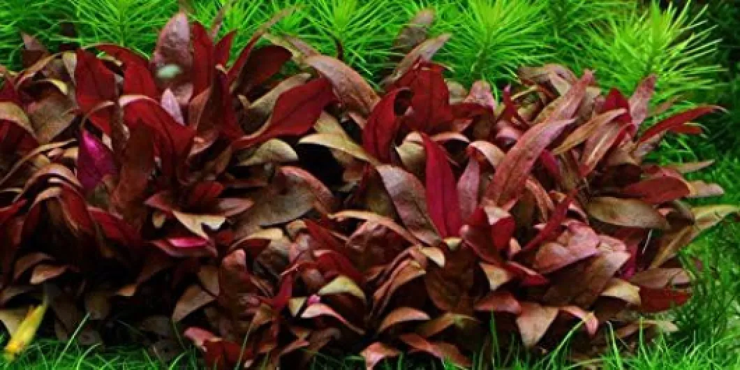 Alternanthera reineckii rosaefolia Mini - x5 Bunch - Plantes d'aquarium