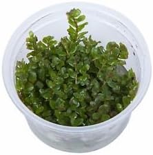 Rotala rotundifolia 'Green' - in-Vitro - Plante Vivante Aquarium