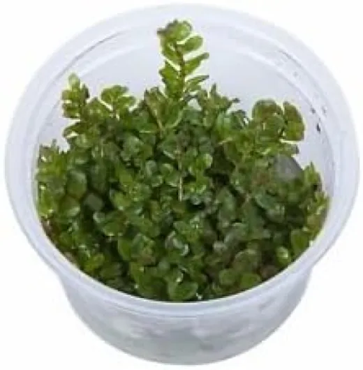 Rotala rotundifolia 'Green' - in-Vitro - Plante Vivante Aquarium