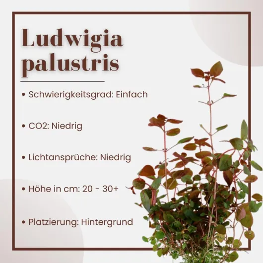 61C -bZmTPL._AC_SL1080_