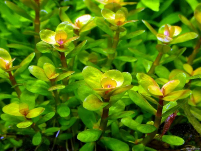 Rotala Indica - 5 x Bunch - Plante Vivante Aquarium