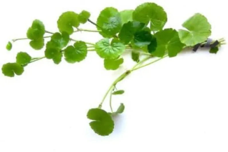 SubstrateSource Hydrocotyle leucocephala Brazilian Pennywort Live Aquatic Aquarium Plant by SubstrateSource